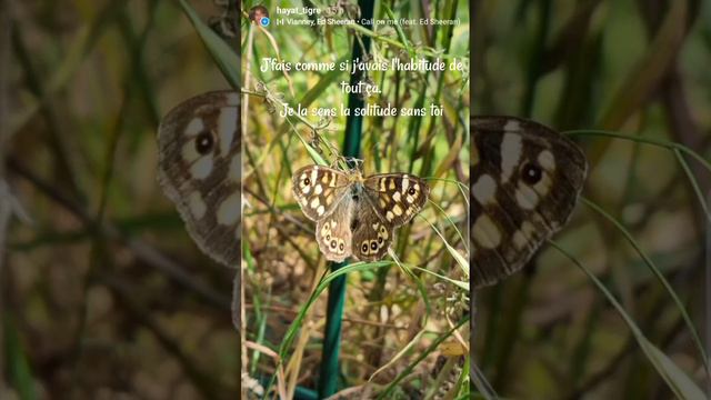 Vianney & Ed Sheeran : Call on me brother traduite en français + mes photos des papillons 2021_22 смотреть онлайн