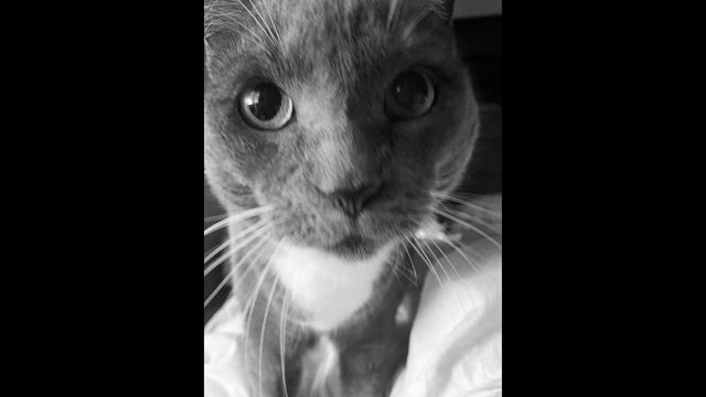 Nicholas Lambros - Somewhere in the Between (Streetlight Manifesto // toh kay) смотреть онлайн