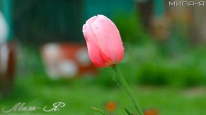 Edgar Tuniyants-Music for the soul!-The most beautiful melodiesin the word.