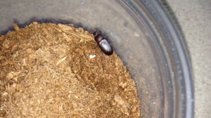 Trapdoor Spider Feeding (Finally uses its trapdoor)