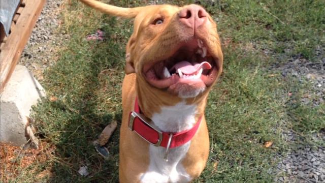 Barney Ross смотреть онлайн