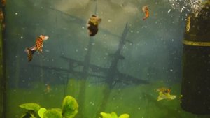 самцы  гуппи