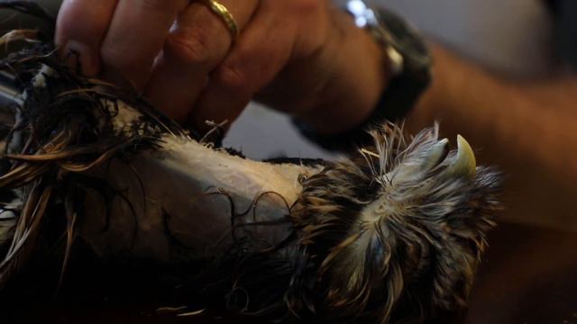 Les Êtres de la Métamorphose - Dayla Mischler смотреть онлайн