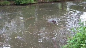 Acer - Labrador x Springer - 2 Weeks Residential Dog Training