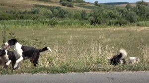 Bate vântul iarba crește - Negrea Aurelian