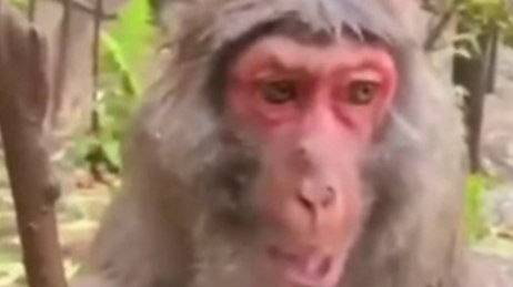 варфейсяо смотреть онлайн