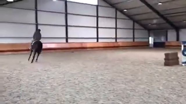 4 yrs old hunter cornet Diarado