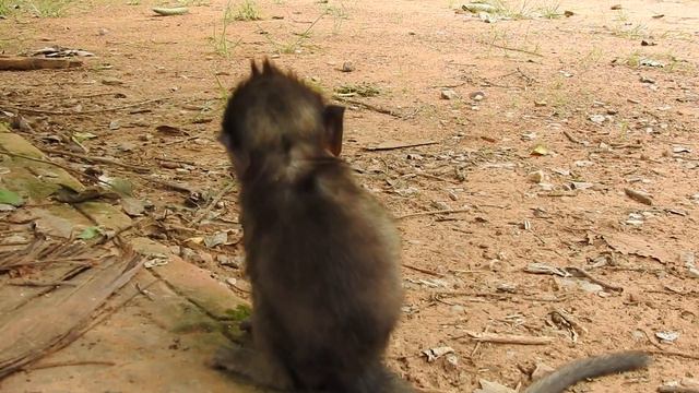 Pigtail Monkey Scares The Dog and Run CLimb Up The Palm Tree |Donny Make Funny Thing смотреть онлайн