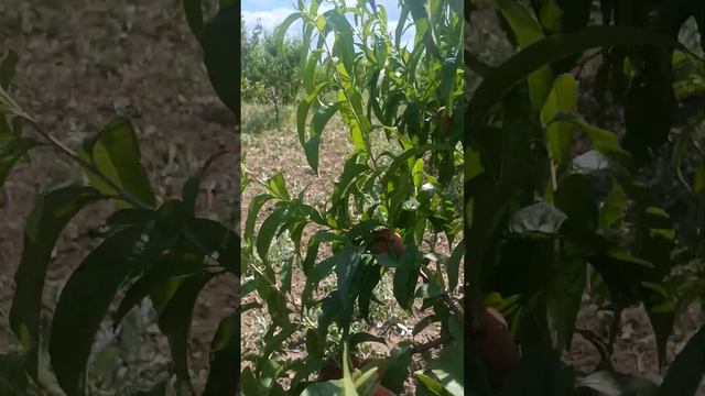 Франт. смотреть онлайн