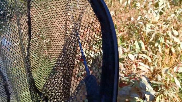 Своге-15.10.23 смотреть онлайн