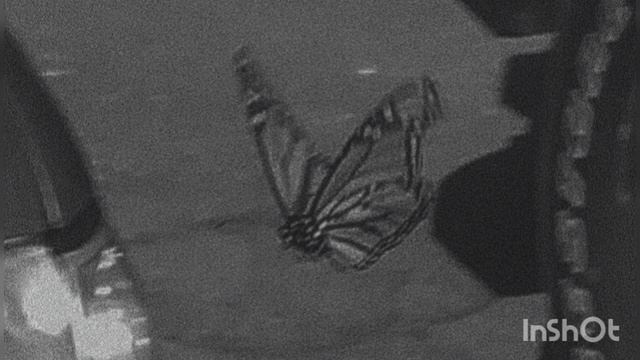 Баста, Даря Янина-Наугад/slowed/ reverb смотреть онлайн