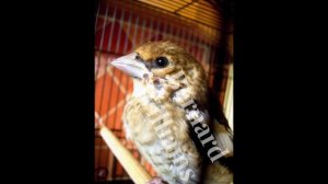 Breeding Hawfinches in Captivity - Bernard Williams | N&N ZR