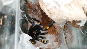 Кокон у одного из самых красивых видов пауков птицеедов Poecilotheria metallica