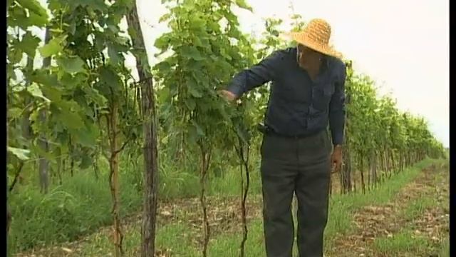 Донатто Ланати — энолог, Киев,Tastesgood,ua смотреть онлайн