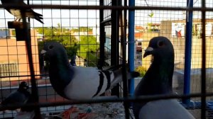 Loft visitor releasing and Loft construction and unboxing GB #alarconloft #pigeonrace #biopigeons