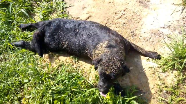 Сабакин, хозяин я помылась. смотреть онлайн