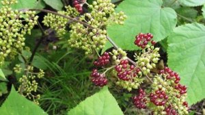 Effective Remedies To Treat Menstrual Cramps Are Indian Spikenard, Cramp Bark- How TO Use