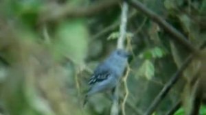 Natterer's Slaty Antshrike