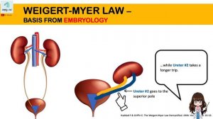 Weigert Myer Law in 2 minutes