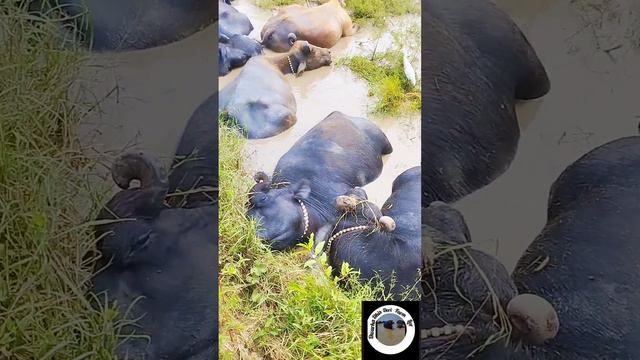 banni Bull and Buffalo