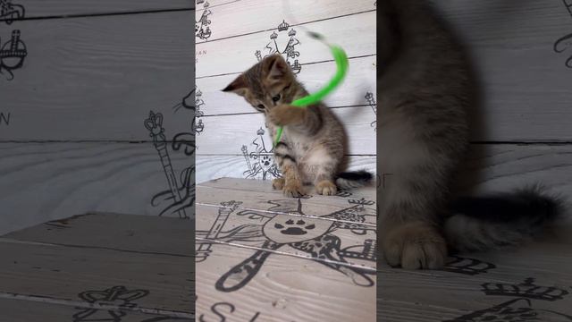 Девочка Чаузи Ф2