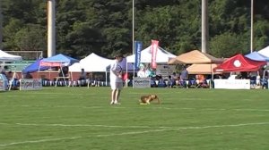 2009 Skyhoudz LCQ Lara Goldberg and Leapin Louie - FRISBEE DOGS !!!!