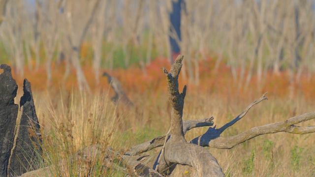 Australian Birds at the Winton Wetlands in Victoria. 4k HDR. смотреть онлайн