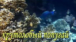 Западнее Химок - Pyramisa Beach Resort, Шарм-эль-шейх, Египет в апреле 2024