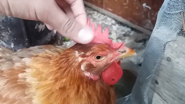 ¿Como curar el moquillo a un Gallo o Gallina? NUEVO METODO- Saludos смотреть онлайн