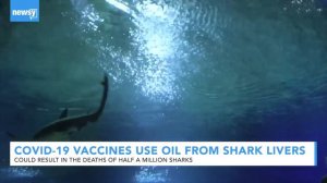 COVID Vaccine Could Affect Sharks