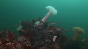 Pile Perch | Salish Sea Marine Wildlife