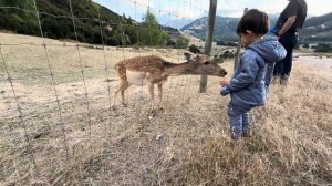 William Feeding the deer’s