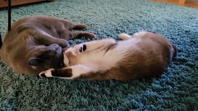 Happy little boys Lem and Neptune смотреть онлайн