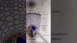 Internal structure of dicot root and monocot root...  In  தமிழ்...,🙂