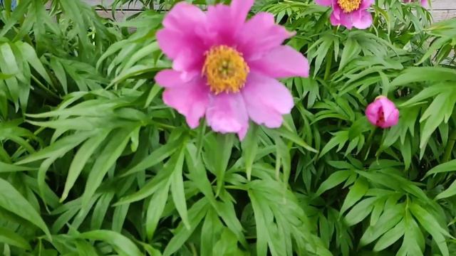 Лена LIFE // Ничего нет и уже не будет// Обзор видео// смотреть онлайн