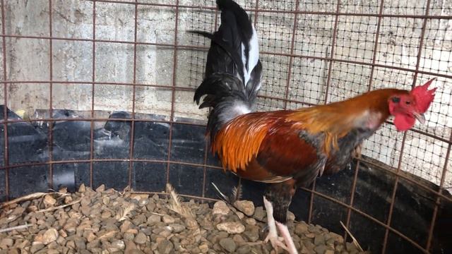 Pollo dejado para padre la línea de los para blanca de Gabriel Yannie en los piraña смотреть онлайн