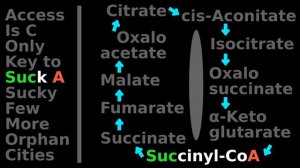 Citric Acid Cycle Mnemonic (B: 2/5): Biochem Tutorial: Krebs cycle, substrates, citrate, isocitrate