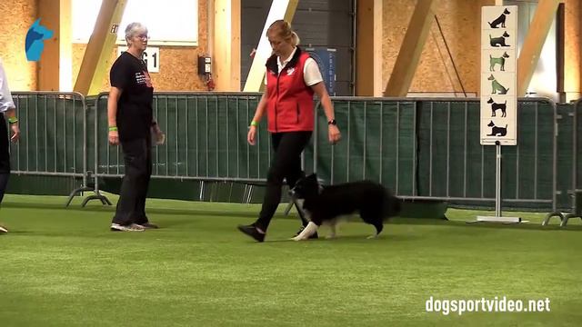 Qualification - Jagoda Wejchan + Never Never Land F' Falcon/Border Collie - Poland смотреть онлайн