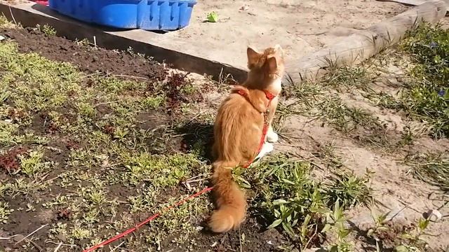 Беатрис и Амур гуляют 💖 смотреть онлайн