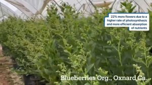 Blueberries grown in Oxnard, CA: by Chief Agronomist Jose Abascal