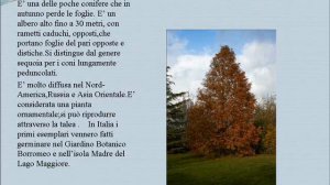 metasequoia panza alessio 2 d