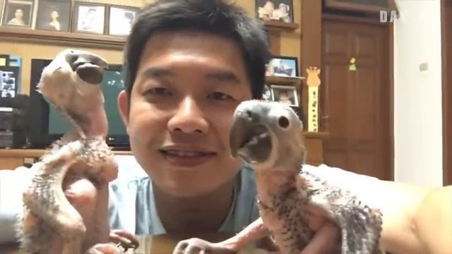 Hyacinth Macaw Guacamayo Azul YouTube смотреть онлайн