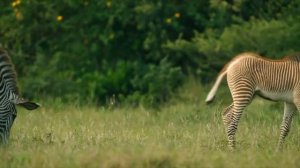 Meet Theo, a young Grevy Zebra | Secret Safari: Into The Wild