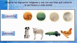 ¿Cómo son los animales? - Primer Grado