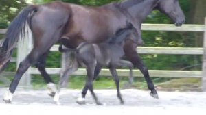 Gorgeous black stallion " Sir Donnerhall  x De Niro x Rubenstein " 2 day's old