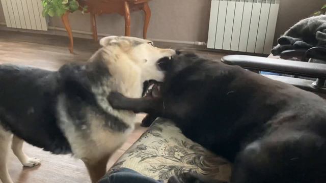 Малуша с дивана кувыркнулась смотреть онлайн