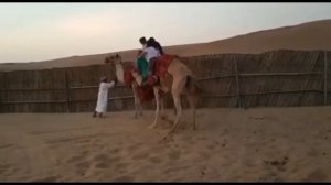 Camel Struggles With Heavy Couple
