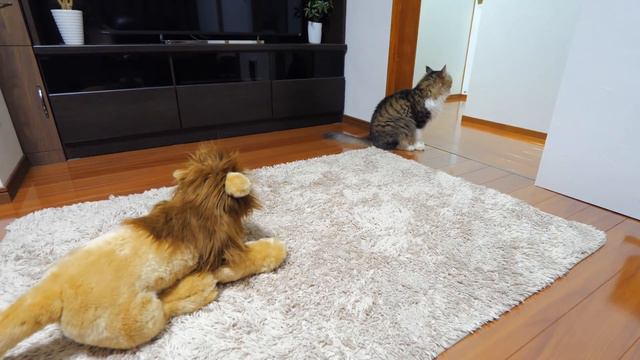 【ボス猫VS百獣の王】ある日突然家に現れたライオンに襲い掛かったボス吉！王者対王者の壮絶バトル勃発！