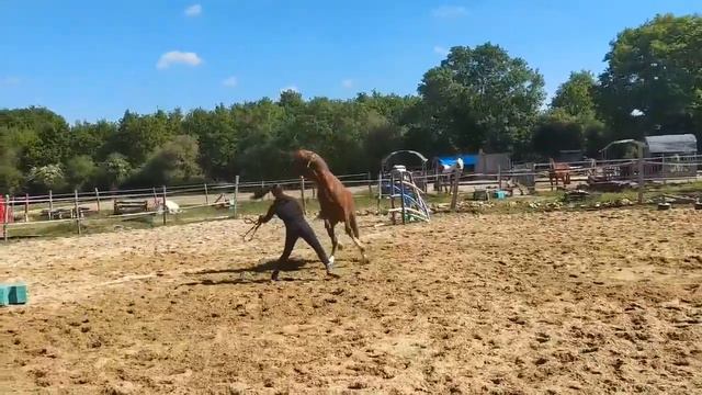 Ramses liberté смотреть онлайн