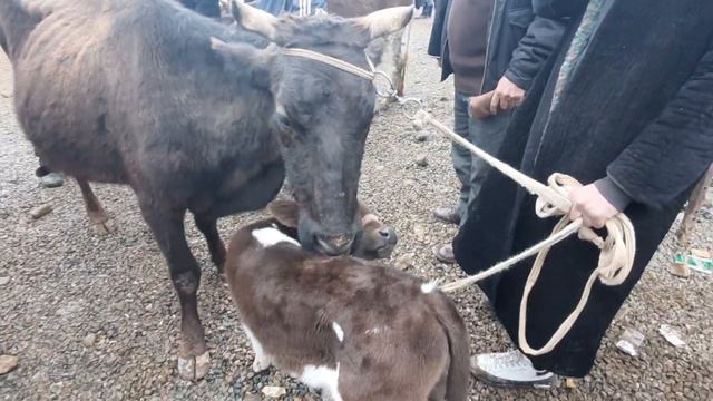 SHO'RCHI 20 03 22 Y OPTIM MOL BOZORI SOG'IM SIGIRLAR YANGI